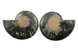 Cut & Polished Ammonite Fossil - Unusual Black Color #241505-1